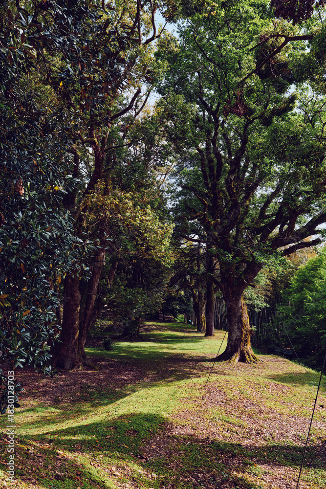 Obraz premium trees forest pathway sunlight shadows grass nature park, sunlit woodland corridor with mature trunks and dappled light on grassy ground, peaceful place for walking, relaxation and outdoor escape.