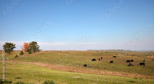Cattle Grazing Through Hazy Light on an Open Prairie