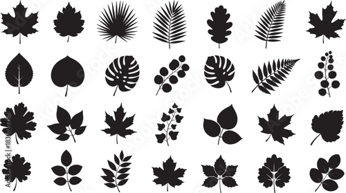 Collection of diverse black leaf silhouettes arranged in rows showing botanical shapes and foliage variety, Concept of nature, botany and seasonal design