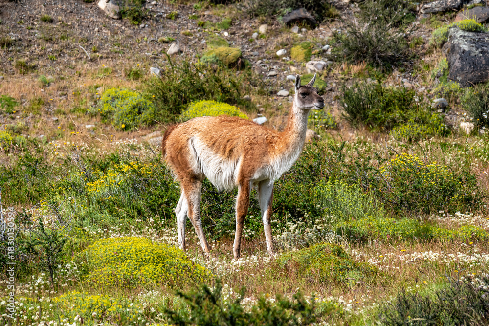 Obraz premium Guanaco in the Torres del Paine National Park. Patagonia, Chile