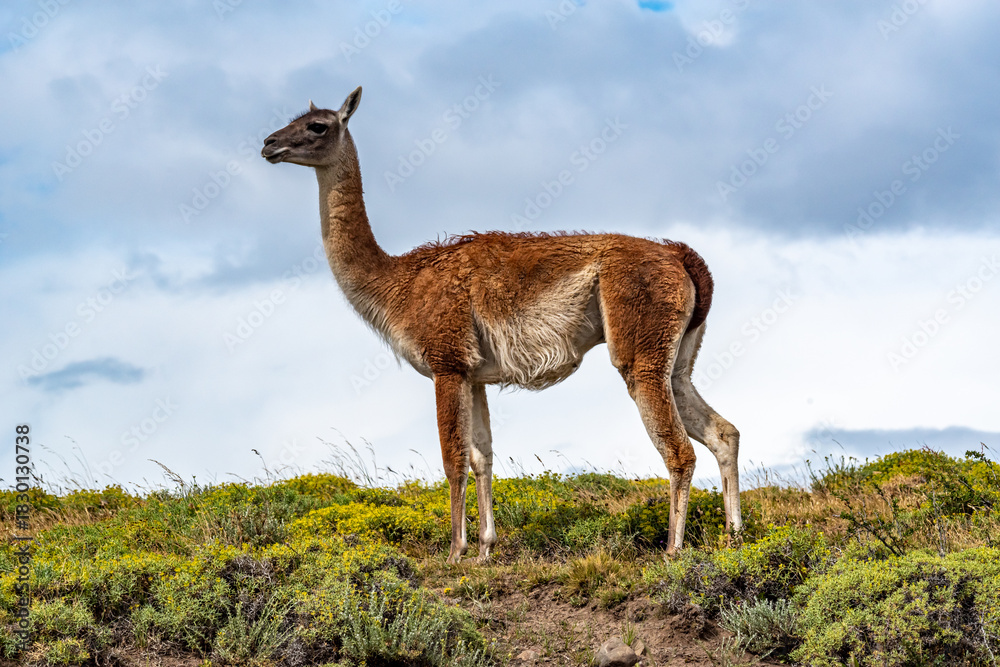 Obraz premium Guanaco in the Torres del Paine National Park. Patagonia, Chile