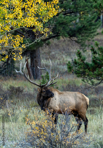 Colorado Rocky Mountains Elk Bull
