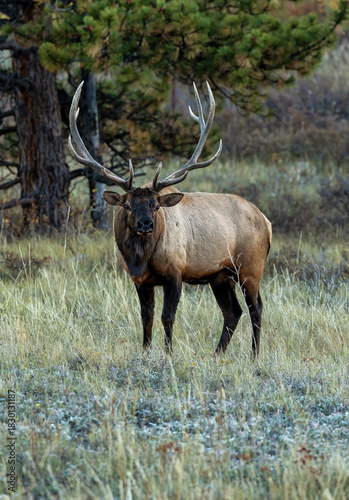 Colorado Rocky Mountain Elk