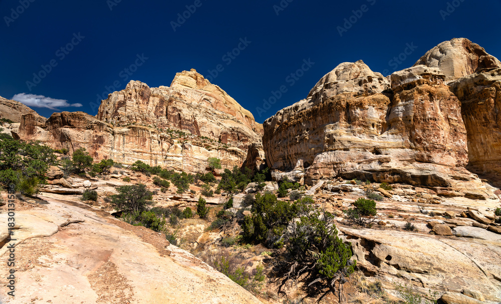 Fototapeta premium Scenic view of white Navajo Sandstone domes along Hickman Bridge Trail in Capitol Reef National Park. Green juniper trees dot rocky landscape under deep blue sky