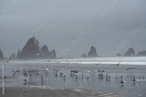 Shi Shi Beach in Olympic National Park, Washington, USA