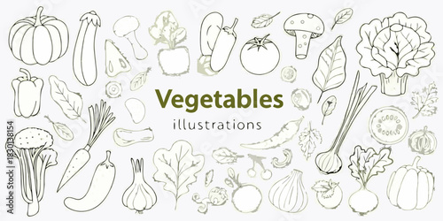 Line art vegetable illustrations of pumpkin eggplant tomato garlic and other vegetables