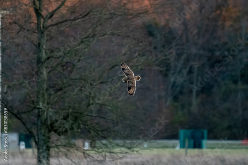 Short Ear Owl