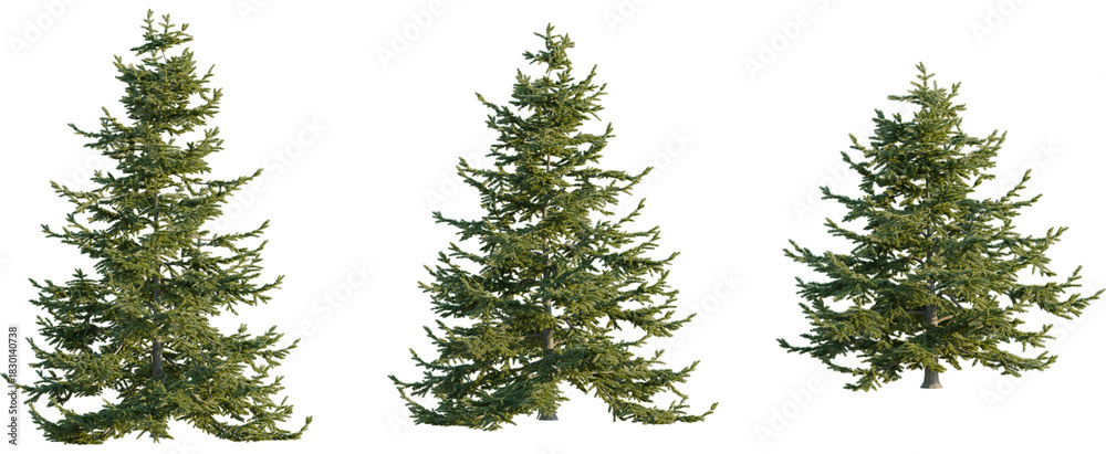 Obraz premium Abies nordmanniana tree, front view, cutout, 8k png, transparent background, isolate, Elevate your design with these three realistic pine tree cutouts