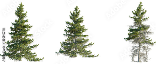 Abies nordmanniana tree, front view, cutout, 8k png, transparent background, isolate, Striking fir trees collection for landscaping and forestry projects