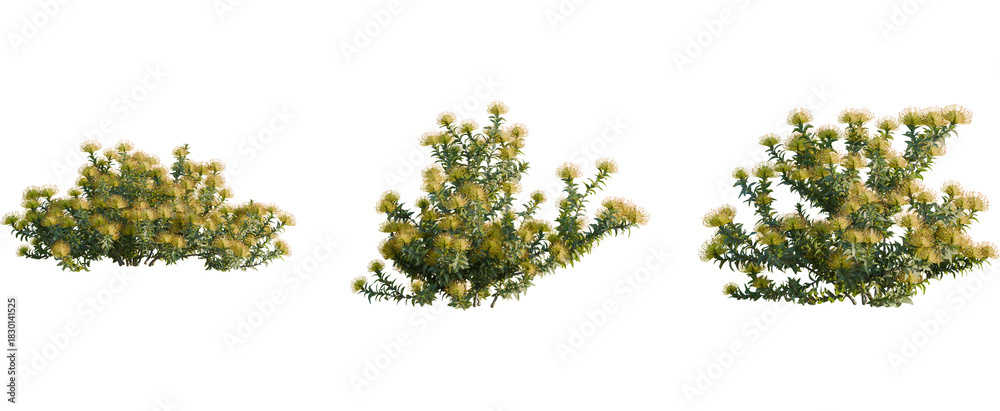 Naklejka premium Leucospermum nutans tree, front view, cutout, 8k png, transparent background, isolate, Protea bushes add a natural touch to your landscape designs instantly
