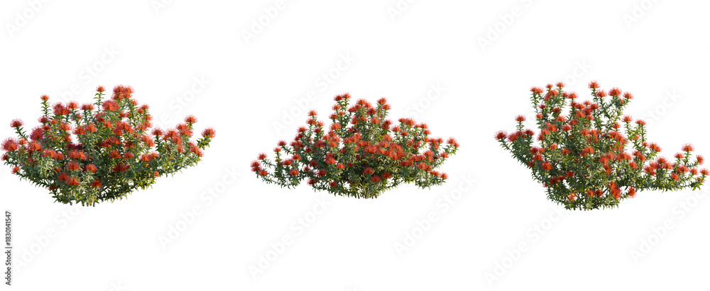 Fototapeta premium Leucospermum nutans tree, front view, cutout, 8k png, transparent background, isolate, Vibrant orange flowering bushes create natural landscaping designs