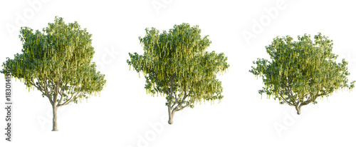Fotografie Laburnum alpinum tree, front view, cutout, 8k png, transparent background, isola