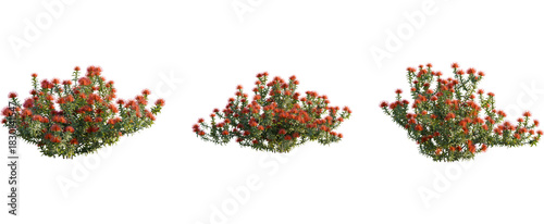 Leucospermum nutans tree, front view, cutout, 8k png, transparent background, isolate, Vibrant orange flowering bushes create natural landscaping designs