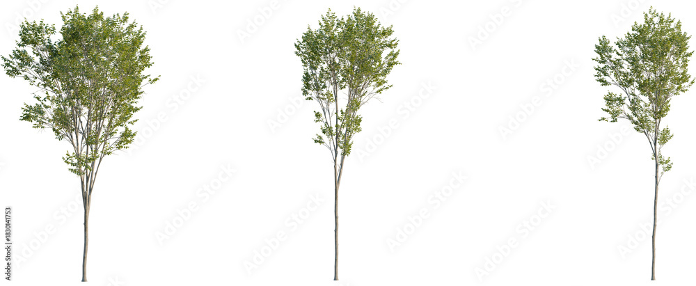 Fototapeta premium Ulmus pumila tree, front view, cutout, 8k png, transparent background, isolate, Three young trees with vibrant green leaves ready for landscaping designs