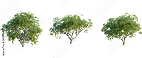 Quercus pyrenaica tree, front view, cutout, 8k png, transparent background, isolate, Three green trees offer versatile landscaping design options easily now