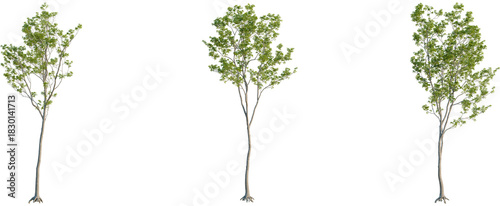 Quercus robur tree, front view, cutout, 8k png, transparent background, isolate, Beautiful young trees with fresh green leaves for landscaping designs