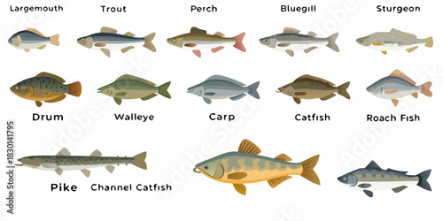 Collection of freshwater fish species illustrations for educational or informational purposes