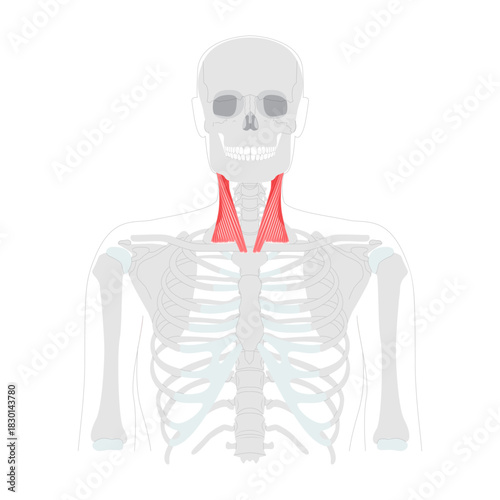 Sternocleidomastoid - Human neck muscle anatomy chart, with two heads originating from sternum and clavicle, inserts at mastoid process, responsible for head rotation, lateral flexion, neck