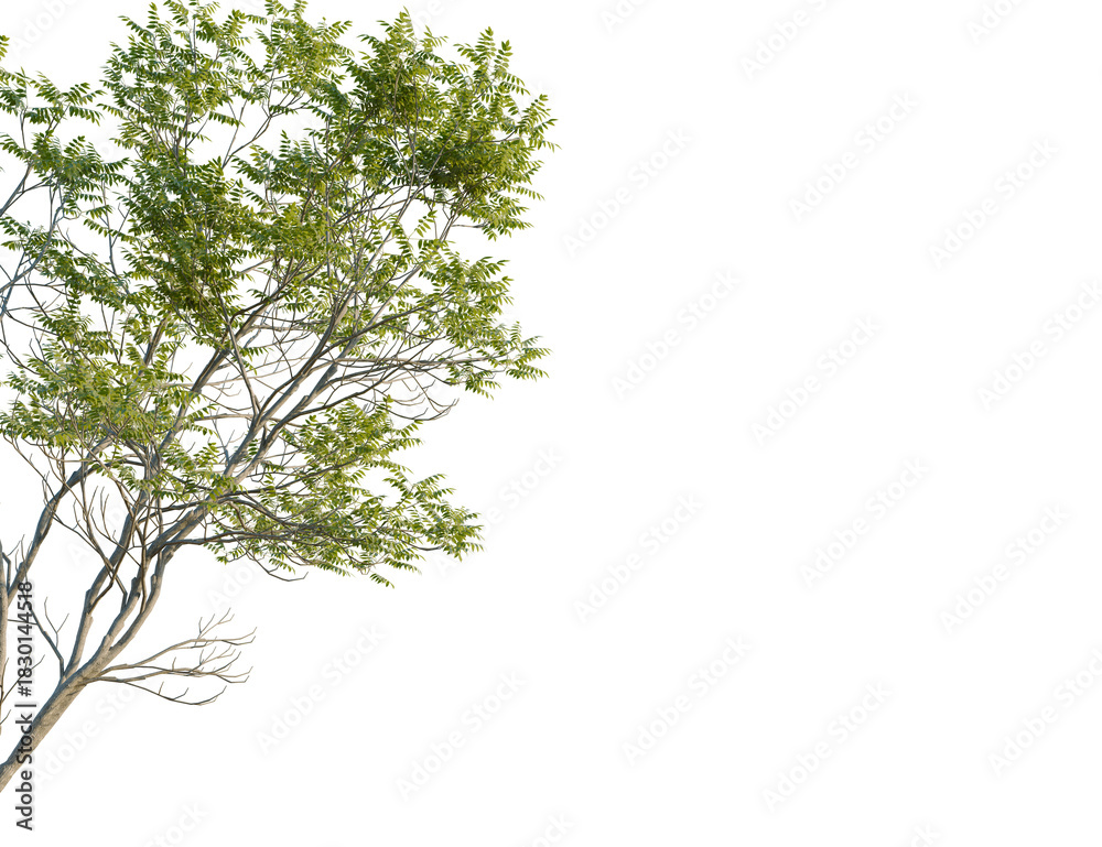 Obraz premium Castanea sativa tree corner view, cutout, 8k png, transparent background, isolate, Beautiful deciduous tree with lush green foliage isolated, ready for design