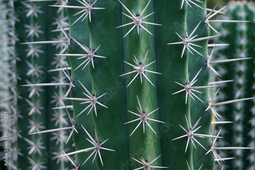 big cactus tree in garden