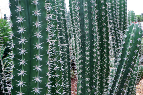 big cactus tree in garden