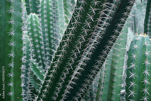 big cactus tree in garden