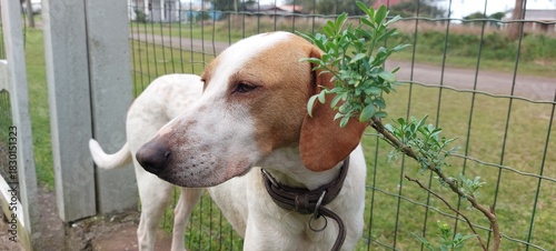 Dog with a rue in its mouth on the background of a fence