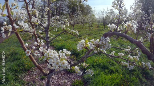 Apple Tree Branches and Blossoms 4K UHD.Apple tree in an orchard with blossoms on the branches. 4K, UHD.
