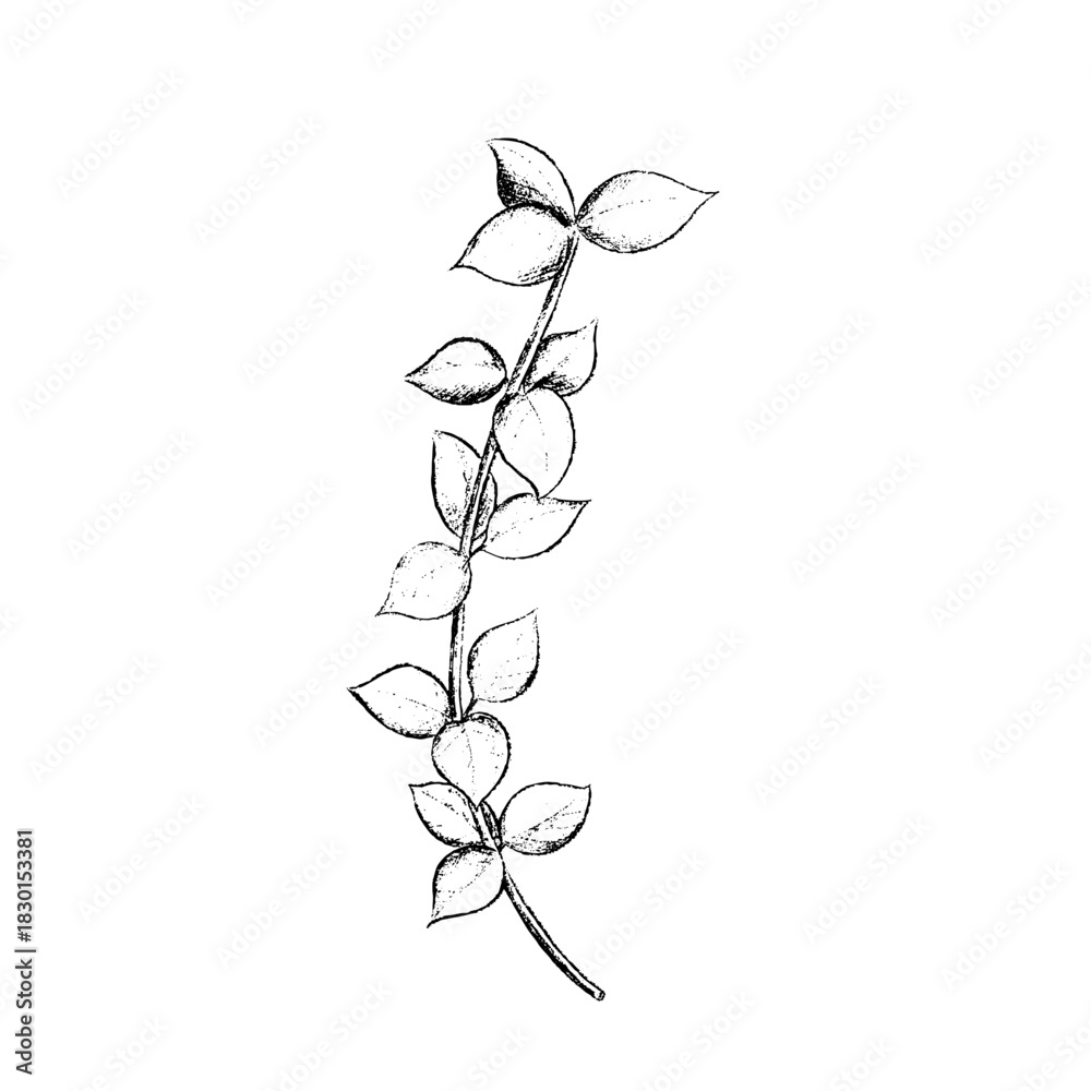 Fototapeta premium winter foliage - Eucalyptus pod
