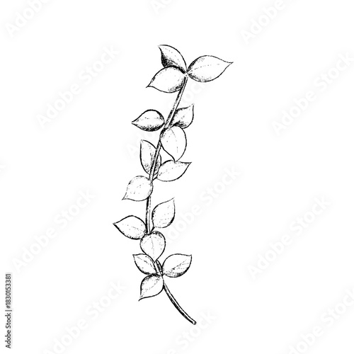 winter foliage - Eucalyptus pod