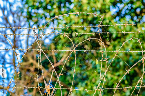 A delicate spider’s web woven between strands of harsh barbed wire, highlighting nature’s resilience amidst man-made barriers