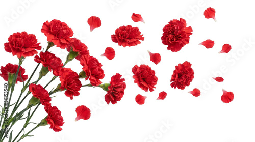 Red Carnations and Petals on Transparent Background, png for Design Use