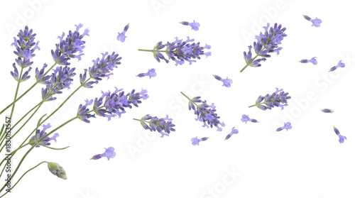 Delicate Floating Lavender Flowers with a Transparent Background, Isolated