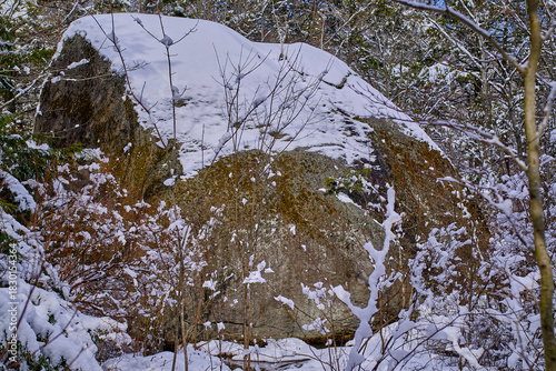 A scow covered boulder in the woods