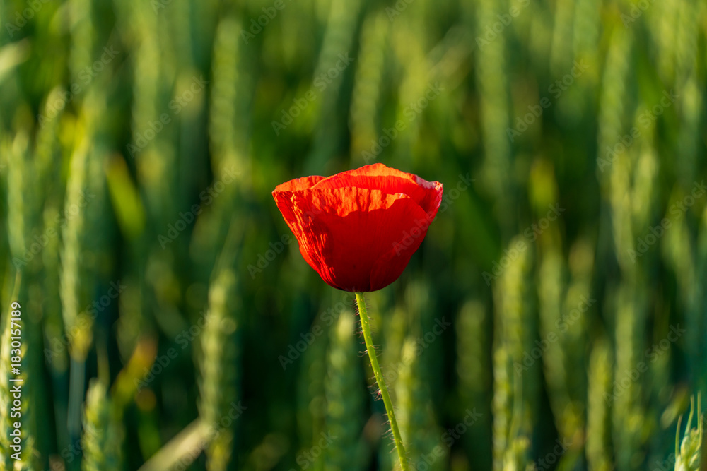 Obraz premium A vibrant red poppy flower beautifully blooms in a lush green field under the warm sunlight, standing out as a single symbol of nature's beauty.