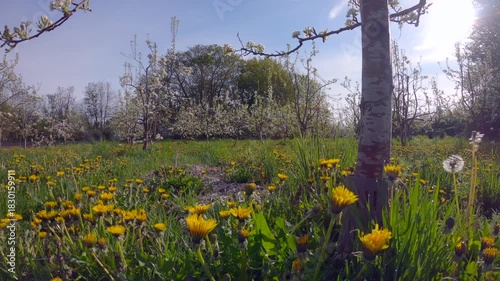 Dandelions and Apple Blossoms in Orchard 4K UHD.Dandelions in an apple orchard with blossoms on the trees. 4K, UHD.
