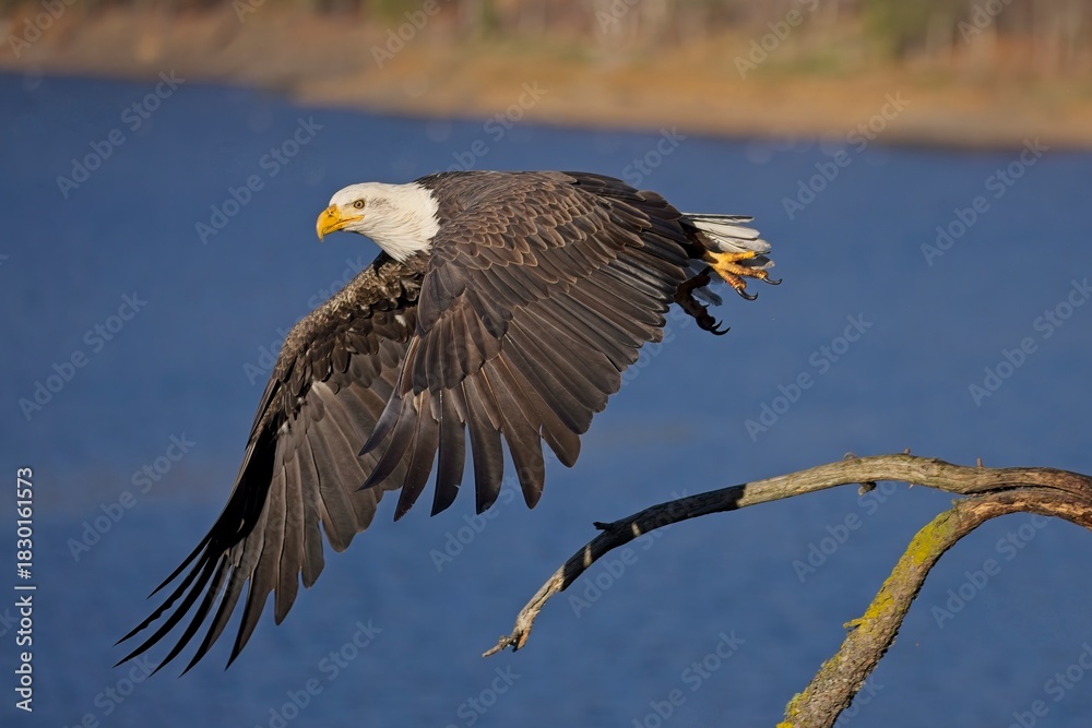 Obraz premium Eagle flies off from branch.