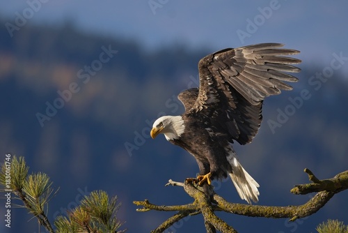  Eagle with fish just landed on branch.