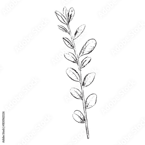 winter foliage esp - cotton branch