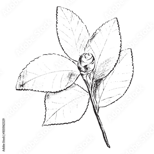 winter foliage esp - 