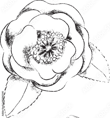 winter foliage esp - camellia