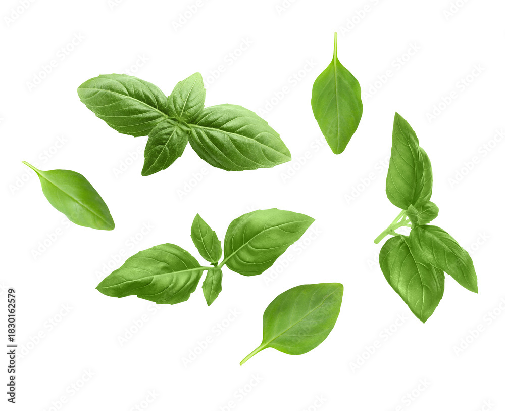 Fototapeta premium Fresh green basil leaves on white background, collage
