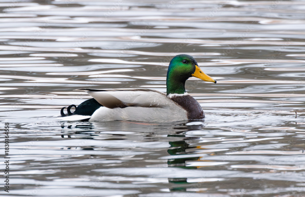 Fototapeta premium Male Mallard (Anas platyrhynchos) In Winter Lake