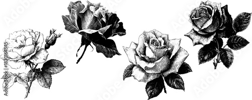 Vintage Xerography Roses Illustration, Botanical Engraving Floral Clipart, Rustic Halftone Flower Design, Elegant Line Art