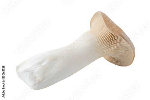 透明背景（png）に1本のエリンギ