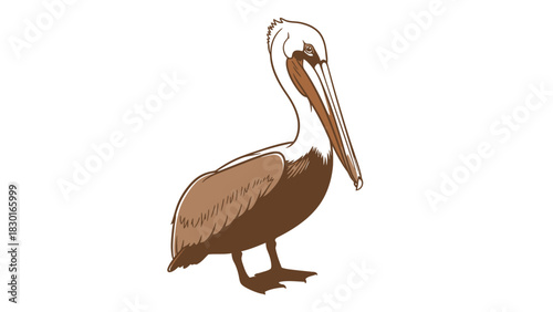 Coastal charm: Artistic pelican illustration ideal for nature themes and educational resources, adaptable design