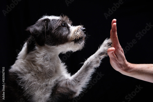 A little black and white dog is giving its human owner a high-five against a black background 