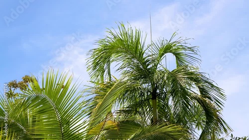 Tropical Coconut Palm Trees Against Clear Blue Sky in Thailand