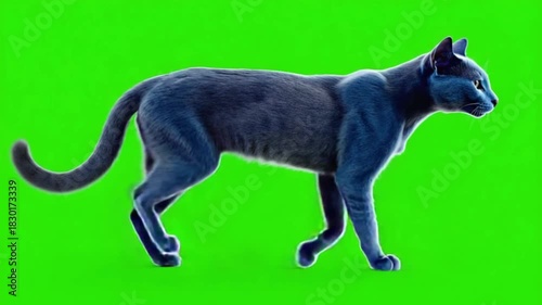 A sleek gray cat walks across a vibrant green screen in a studio setting for chroma keying use green screen cat video