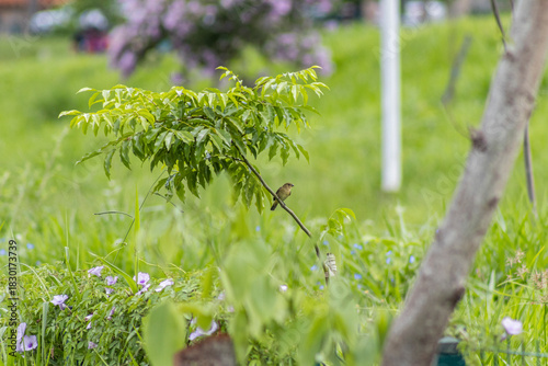 Female White-bellied Seedeater bird perched calmly on a small branch